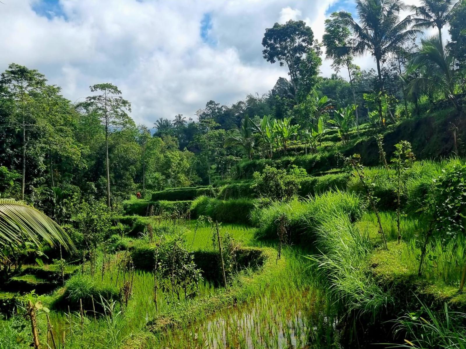 Girang Rinjani Bungalows Tetebatu Cameră foto